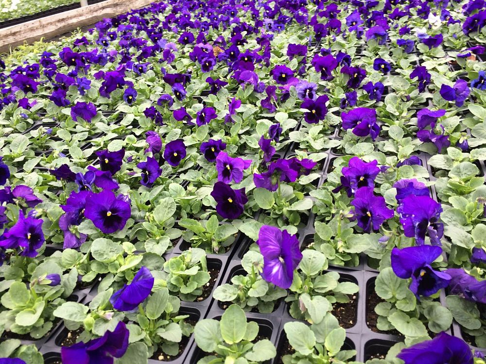 viola-x-wittrockiana-colossus-blue-w-blotch-pansy