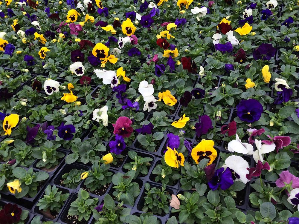 viola-x-wittrockiana-colossus-mix-pansy