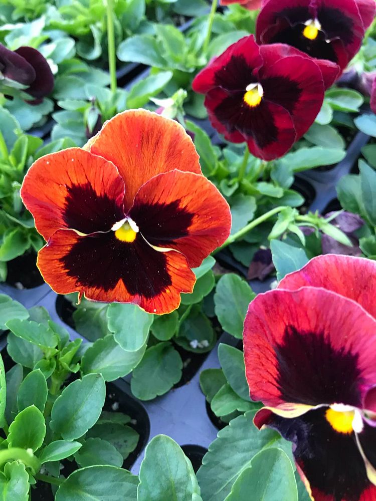 viola-x-wittrockiana-colossus-red-pansy