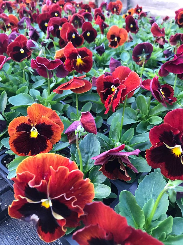 viola-x-wittrockiana-colossus-red-pansy