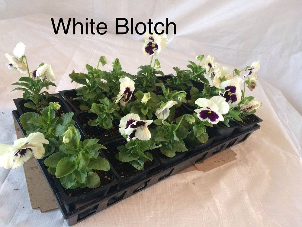 viola-x-wittrockiana-colossus-white-pansy