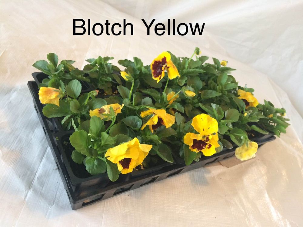viola-x-wittrockiana-colossus-yellow-with-blotch-pansy