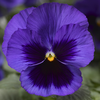 viola-x-wittrockiana-delta-deep-blue-w-blotch-pansy