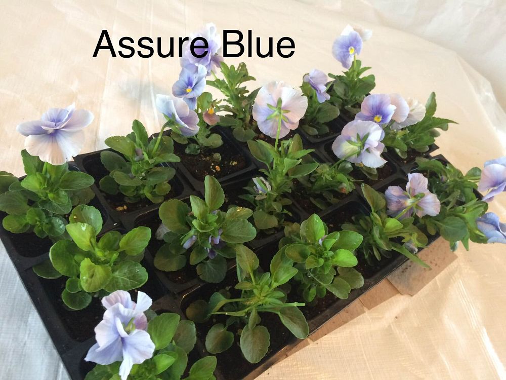 viola-x-wittrockiana-delta-premium-lt-blue-pansy