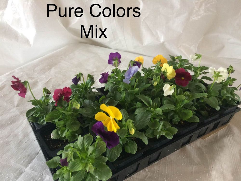 viola-x-wittrockiana-delta-premium-pure-color-mix-pansy