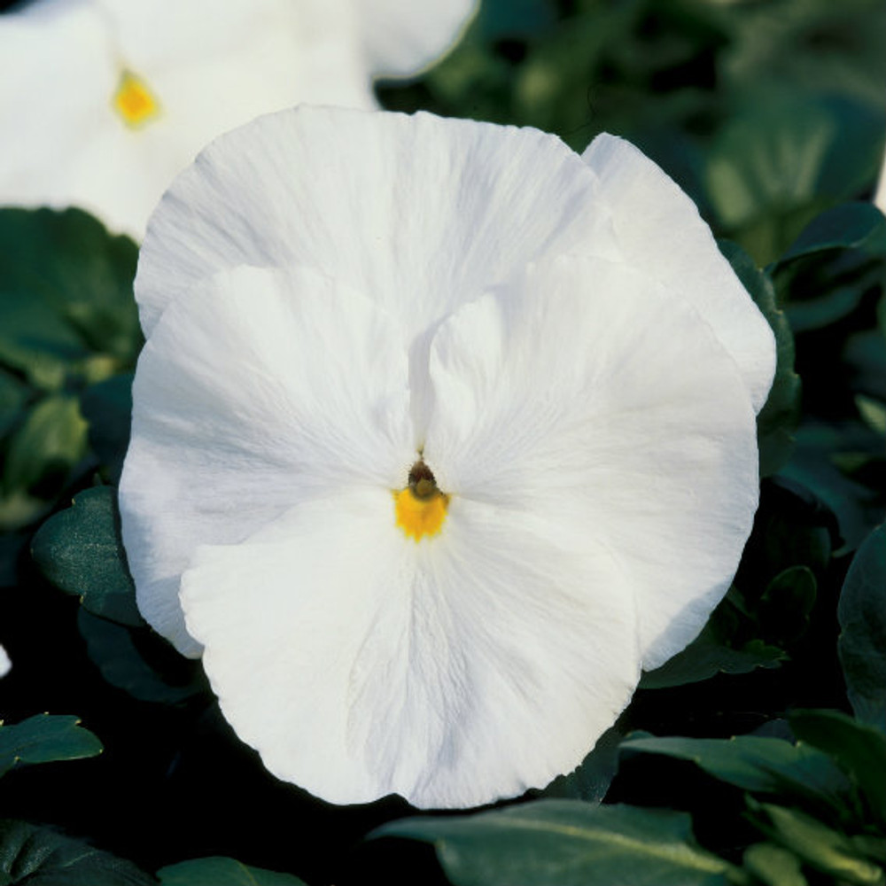 viola-x-wittrockiana-delta-premium-pure-white-pansy