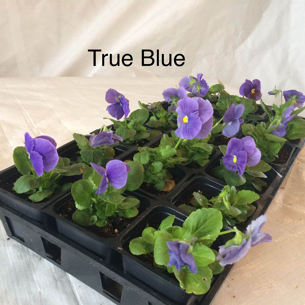 viola-x-wittrockiana-delta-premium-true-blue-pansy