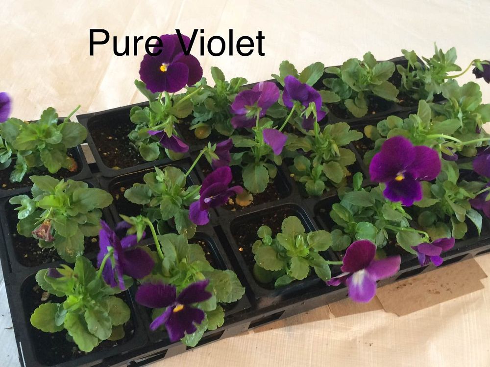 viola-x-wittrockiana-delta-premium-violet-pansy