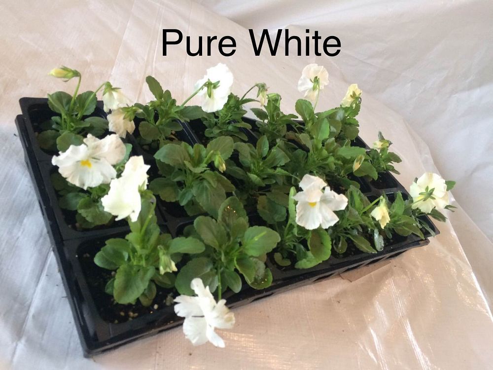 viola-x-wittrockiana-delta-premium-white-pansy