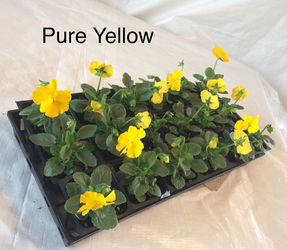 viola-x-wittrockiana-delta-premium-yellow-pansy