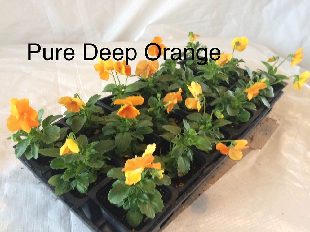 viola-x-wittrockiana-delta-pure-deep-orange-pansy