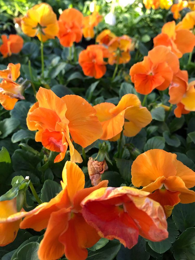 viola-x-wittrockiana-delta-pure-deep-orange-pansy