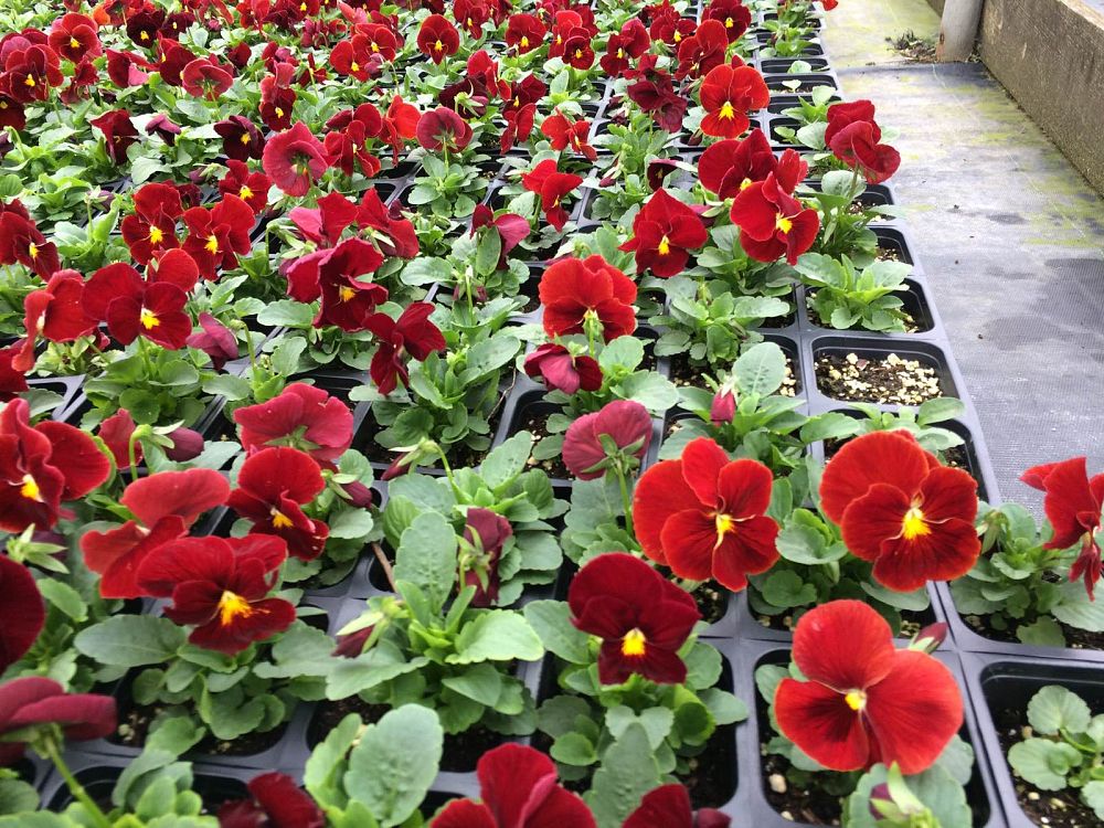 viola-x-wittrockiana-delta-pure-red-pansy