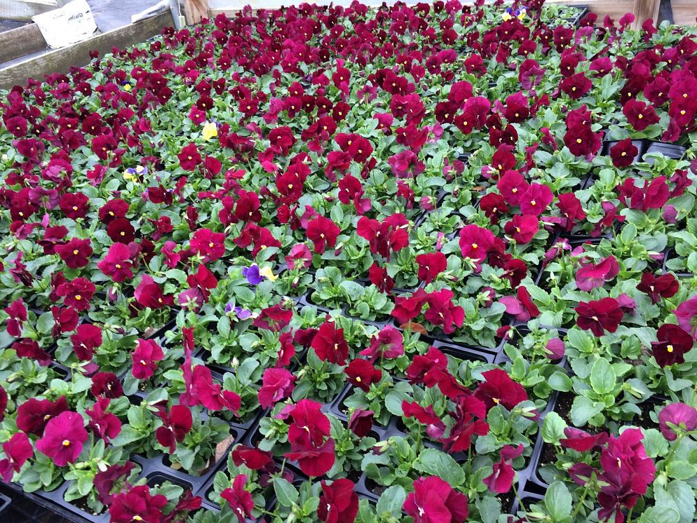 viola-x-wittrockiana-delta-pure-rose-pansy