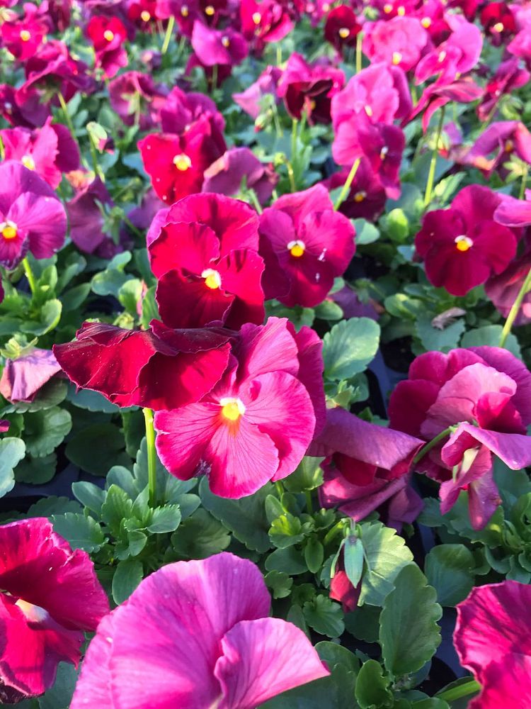 viola-x-wittrockiana-delta-pure-rose-pansy