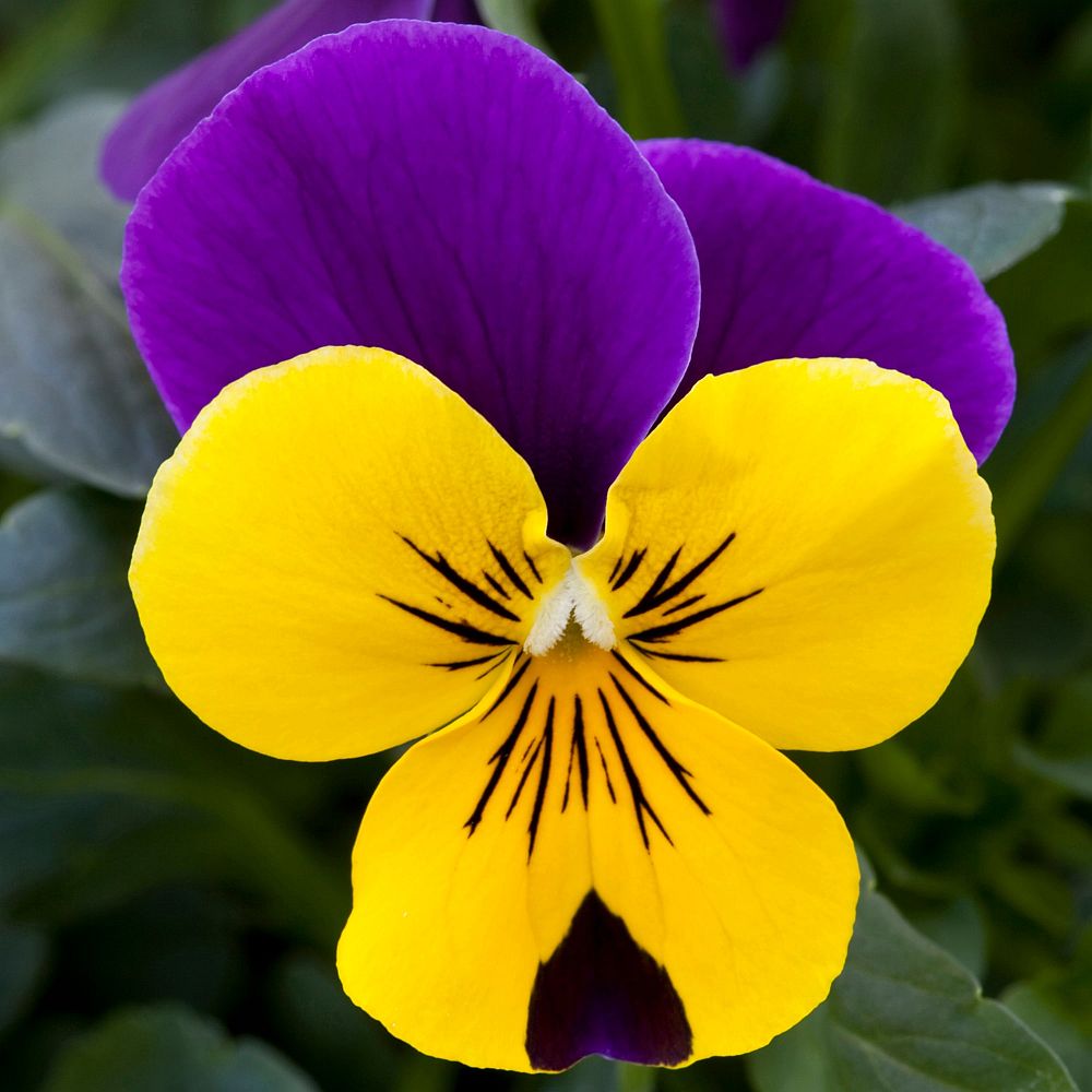 viola-x-wittrockiana-delta-yellow-with-purple-wing-pansy