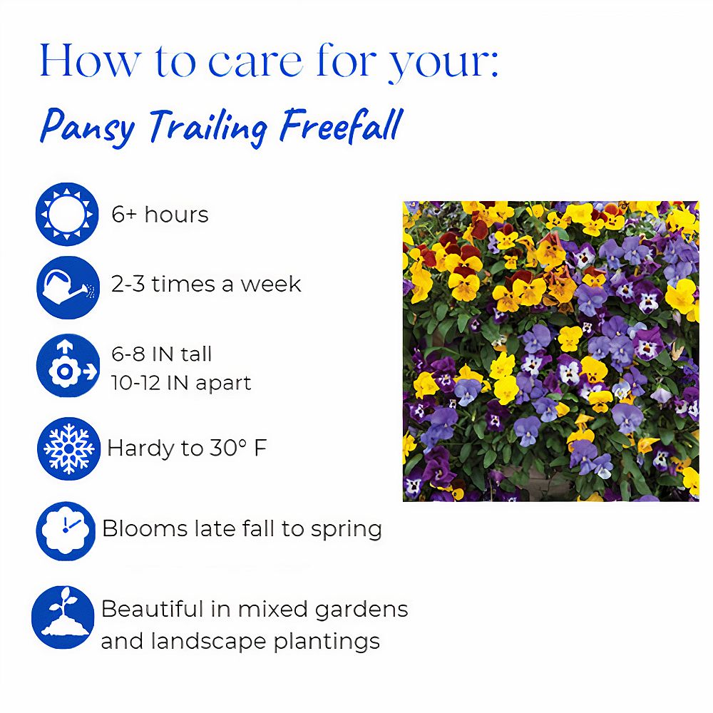 viola-x-wittrockiana-freefall-golden-yellow-pansy