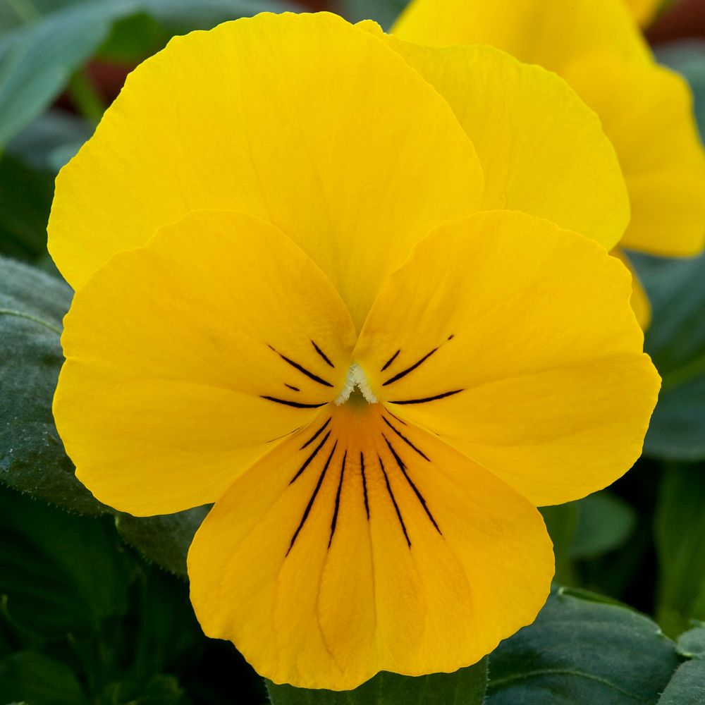 viola-x-wittrockiana-freefall-golden-yellow-pansy