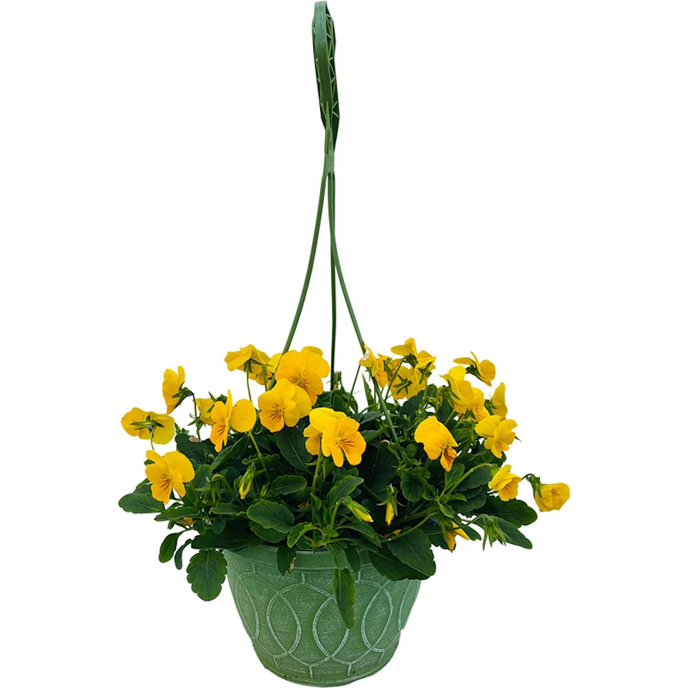 viola-x-wittrockiana-freefall-golden-yellow-pansy