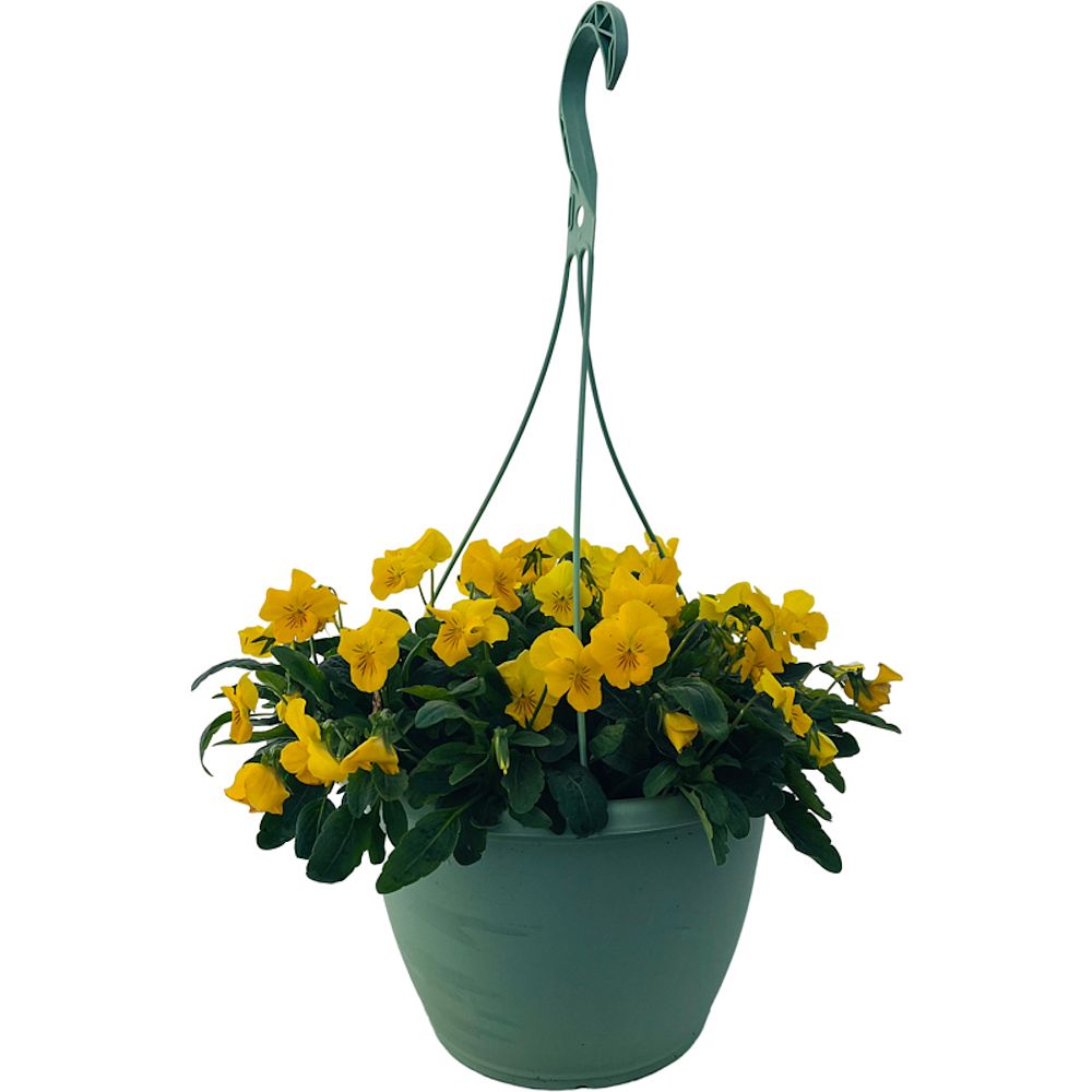 viola-x-wittrockiana-freefall-golden-yellow-pansy