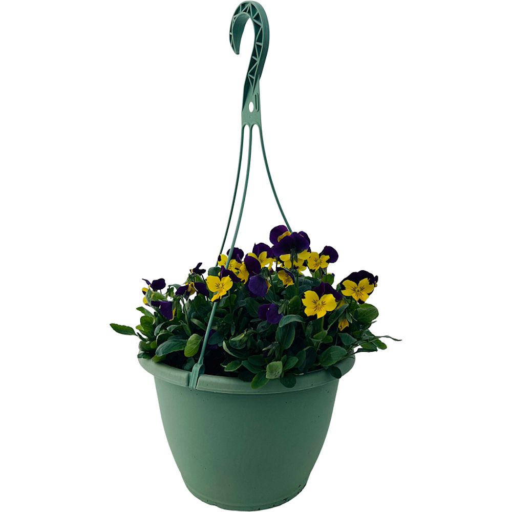 viola-x-wittrockiana-freefall-purple-wing-pansy