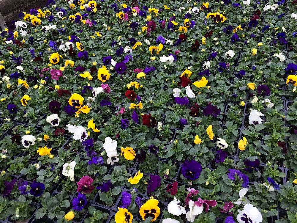 viola-x-wittrockiana-mg-mix-pansy