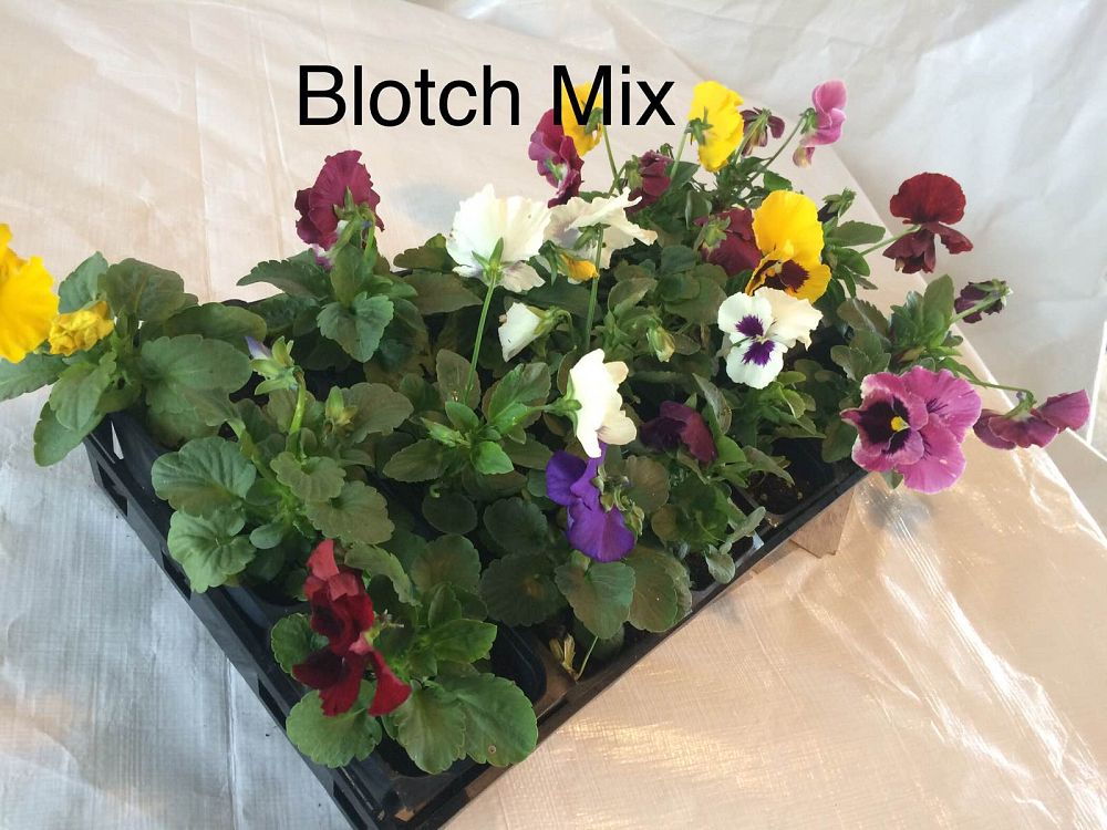 viola-x-wittrockiana-mg-mix-pansy
