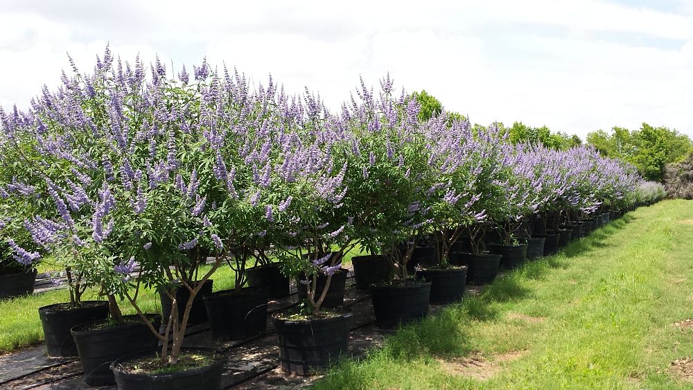 vitex-agnus-castus-abbeville-blue-chaste-tree