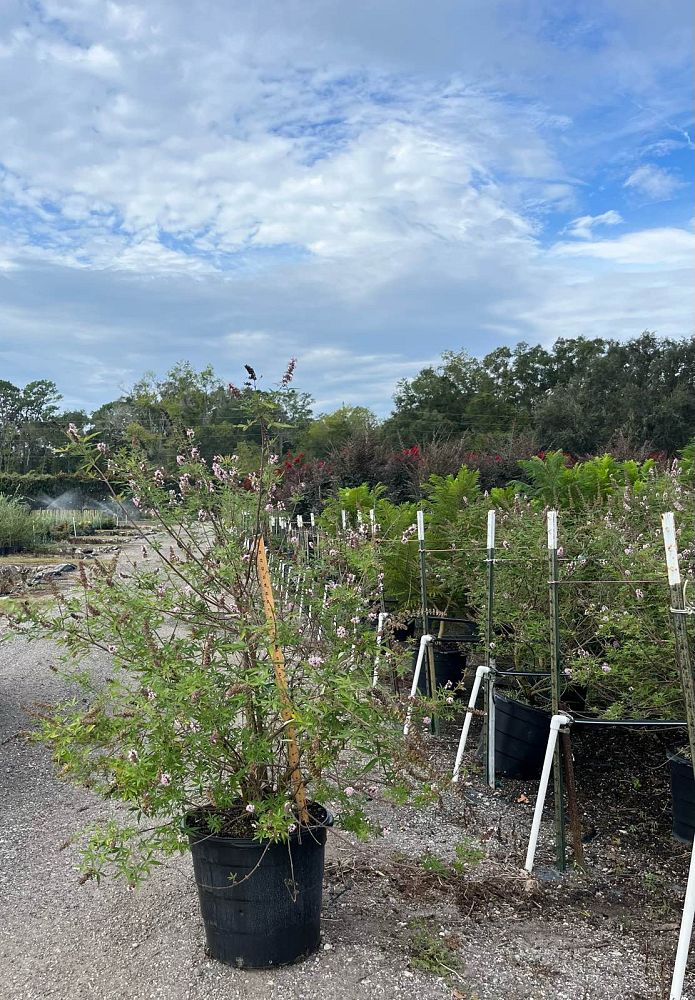 vitex-agnus-castus-bailtextwo-galactic-pink-reg-chaste-tree
