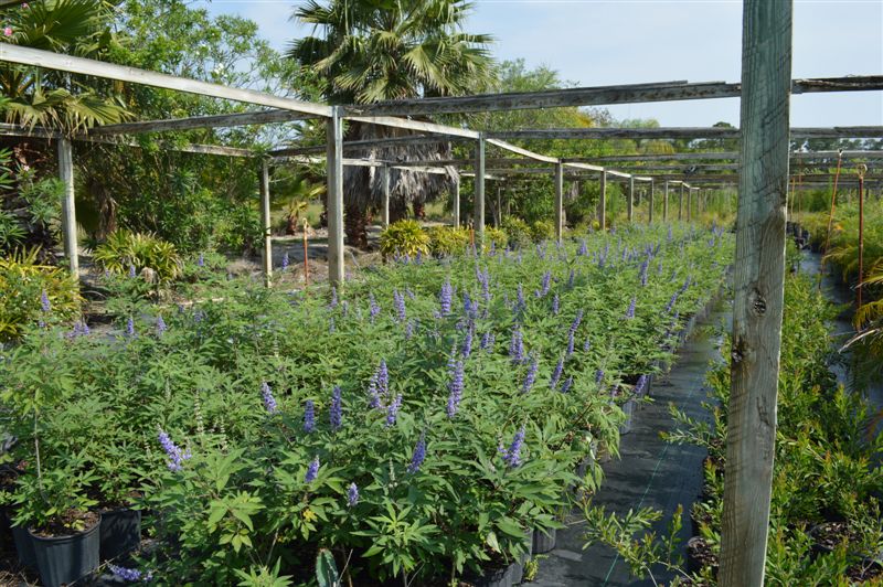 vitex-agnus-castus-chaste-tree