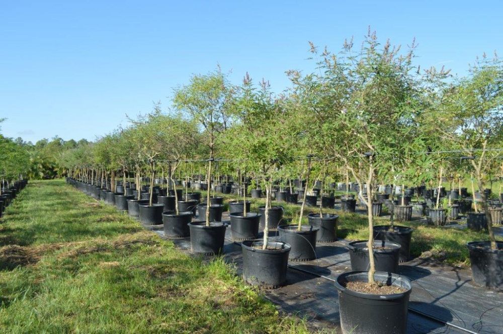 vitex-agnus-castus-chaste-tree