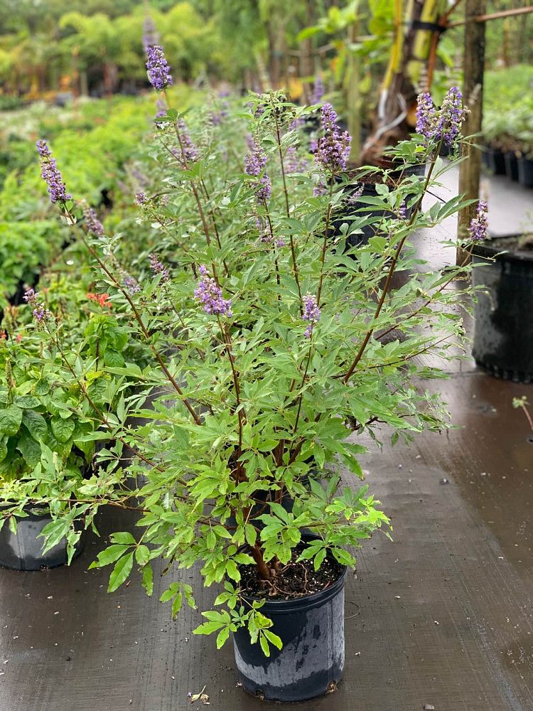 vitex-agnus-castus-chaste-tree