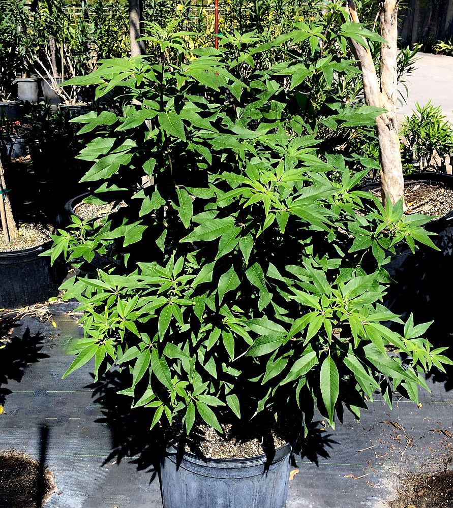 vitex-agnus-castus-chaste-tree