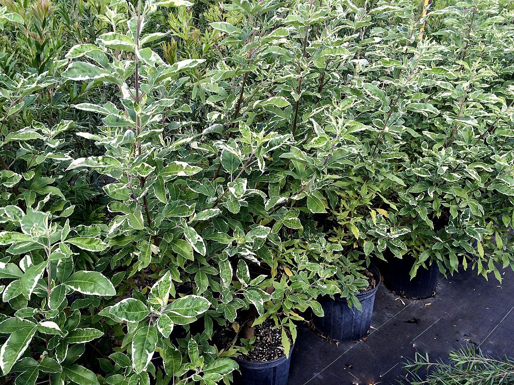 vitex-agnus-castus-chaste-tree