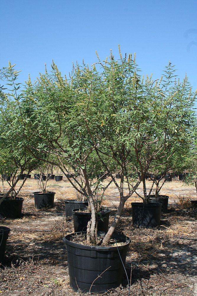 vitex-agnus-castus-chaste-tree