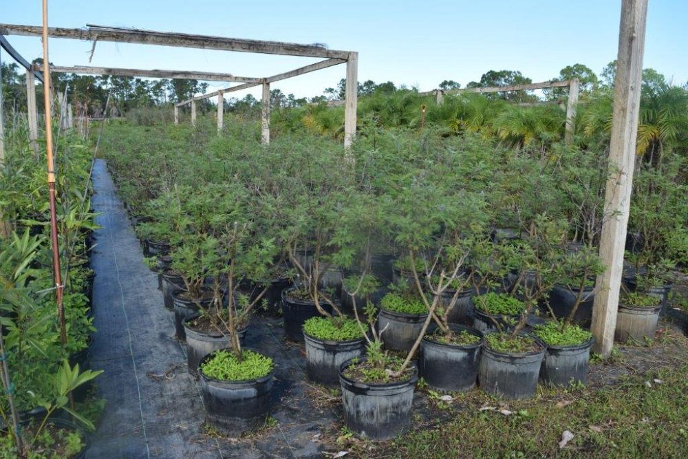 vitex-agnus-castus-chaste-tree