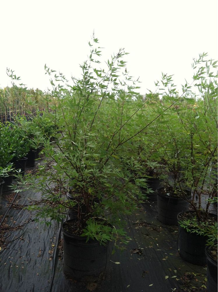 vitex-agnus-castus-chaste-tree