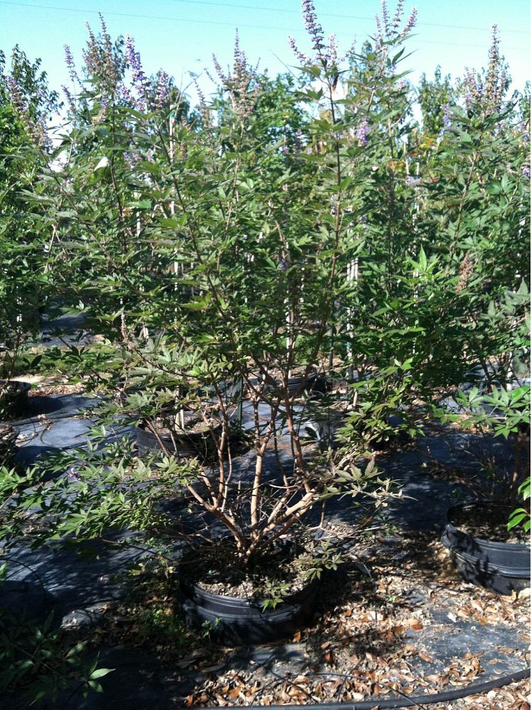 vitex-agnus-castus-chaste-tree