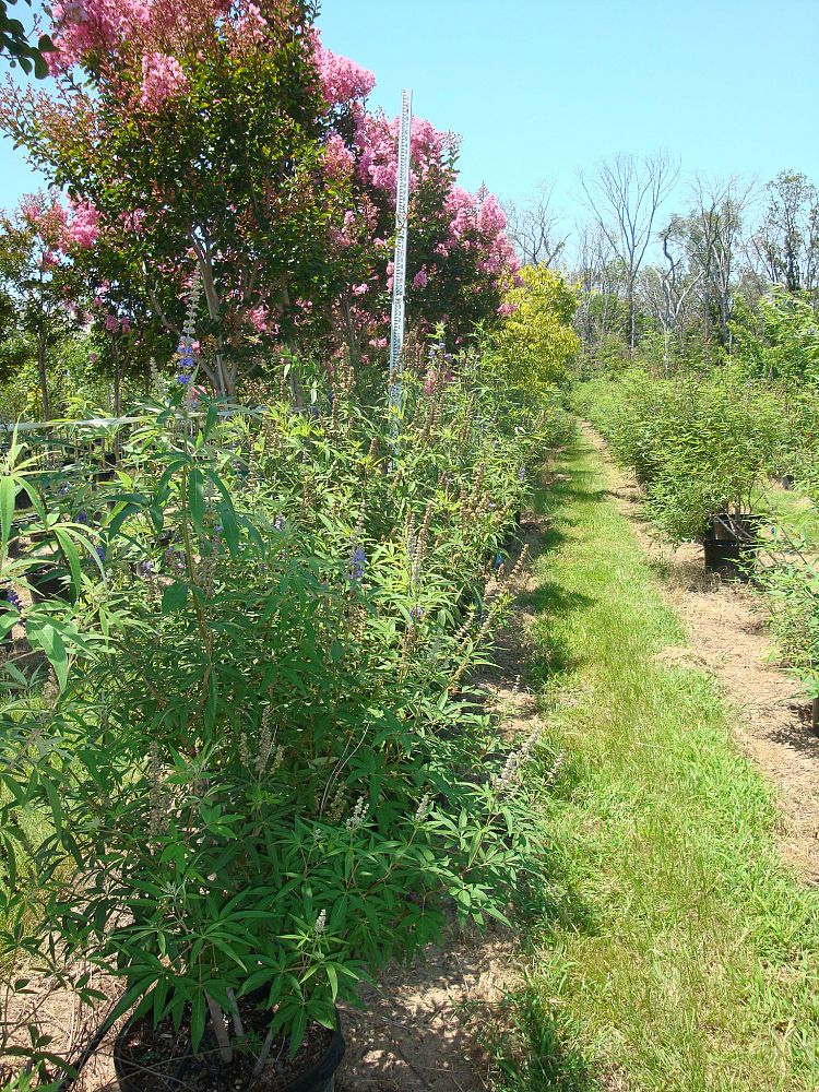 vitex-agnus-castus-chaste-tree