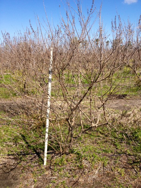 vitex-agnus-castus-chaste-tree