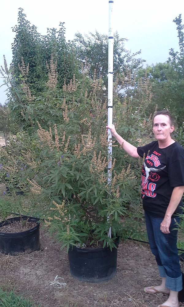 vitex-agnus-castus-chaste-tree