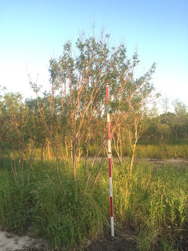 vitex-agnus-castus-chaste-tree