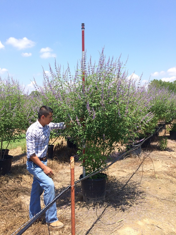 vitex-agnus-castus-chaste-tree