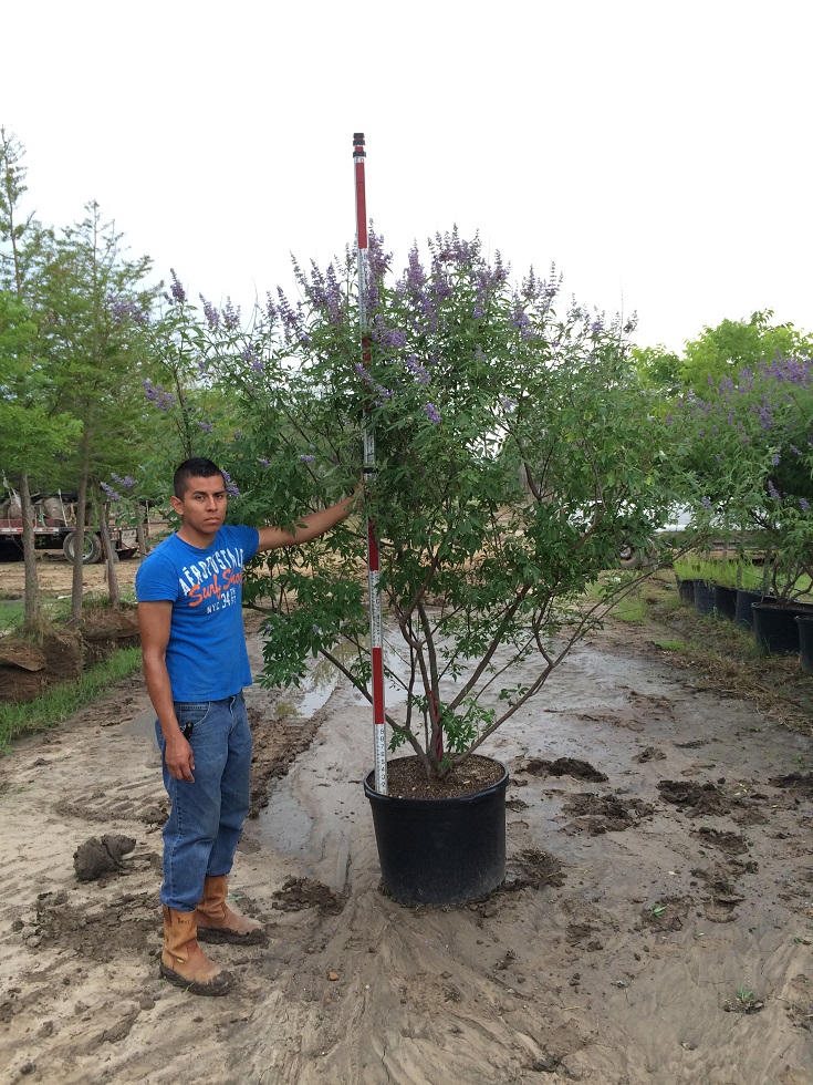vitex-agnus-castus-chaste-tree