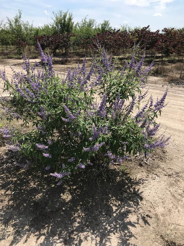 vitex-agnus-castus-chaste-tree