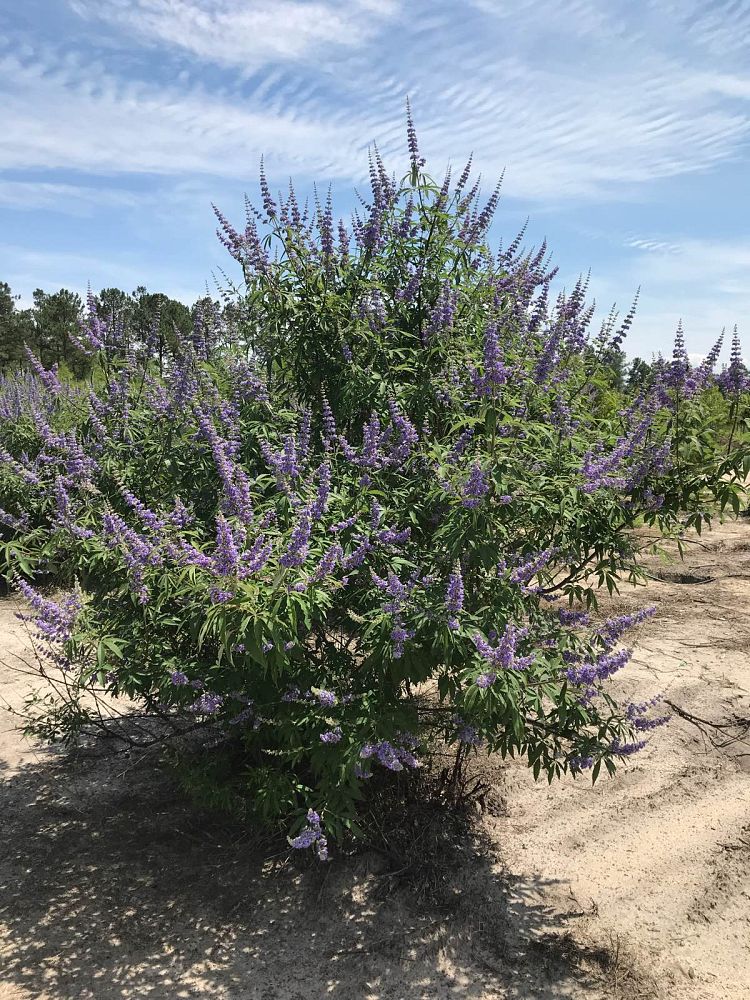vitex-agnus-castus-chaste-tree