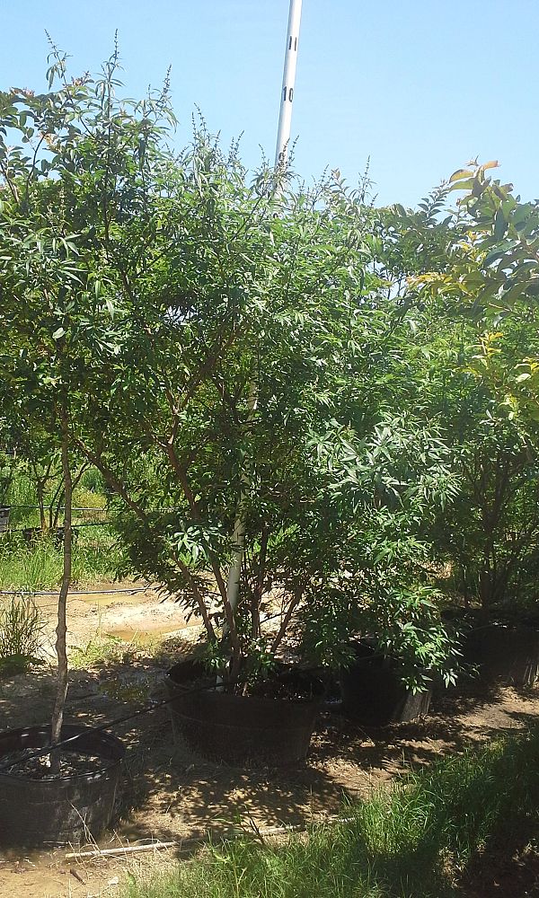 vitex-agnus-castus-chaste-tree