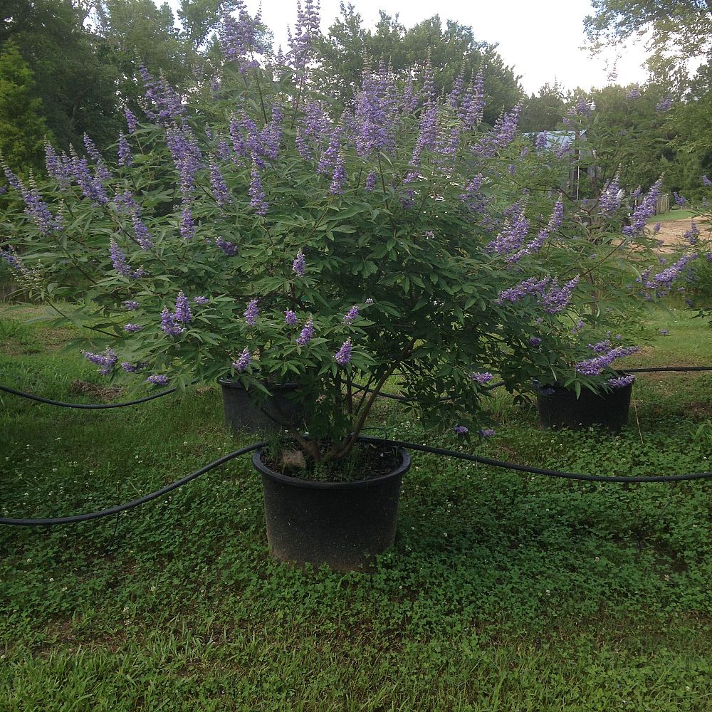 vitex-agnus-castus-chaste-tree