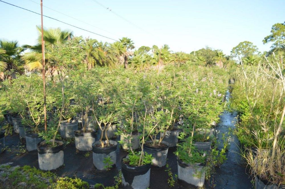 vitex-agnus-castus-chaste-tree
