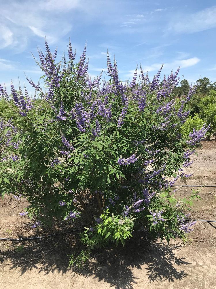 vitex-agnus-castus-chaste-tree